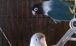 2 love bird babies available dutch blue coloring $65 each or two for $120 hand fed sealed banded hatch certificate approx age 2 mths just weaned