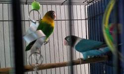 2 pair blackmasked love birds pairs are dna'd both pairs are same color females are blue masked and males are green/fisher masked coloring $110 pair