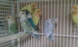 Love birds for sale peach face, opaline, fishers, blue black mask no texts or messages prefer if you just call 631 889-6422 thank you