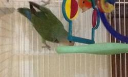Hand fed babies, full feathered, singles and pairs assorted colors. Healthy and ready for new homes 845-782-6815