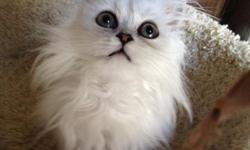 Love Persians Cattery Long Island, NY we have kittens coming soon!
100% healthy with CFA registration papers
(631)532-5032
www.lovepersians.com
Check us out on fb or google us:
Love Persians
Long Island, New York