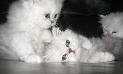 Love Persians is a small in home CFA registered cattery located in Long Island, New York.
Love Persians kittens have a uniquely loving purrsonality that will warm your heart. Our genetically sound, healthy kittens are raised as part of our family and have