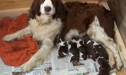 AKC English Springer Spaniels bred for temperment and color. Family raised and EXTREMELY well socialized. Great for agility, hunting or just "cuddling". Both parents available. $800 w/$100 Deposit
We have puppies from two litters available....
Lizzy did a