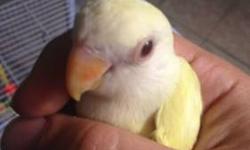 Hi I am selling my babies of love bird these babies have three colors with is beautiful and hard to find text me at 9173362065