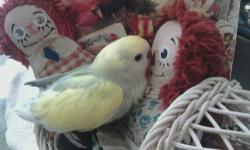 Baby Fluff lovebird just weaned and ready to fly . Fluff comes with food, millet, pellets and a heart full of love