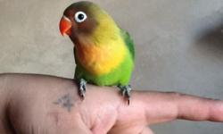 Baby Fischer Lovebird
Hand fed
10 weeks
$ 80
Free delivery ,NY , NJ.
No shipping .
Info: 973 419 9036
Se habla espaÃ±ol