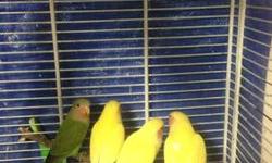 Lovebirds for sale
In Long Island
Email or text for more info
This ad was posted with the eBay Classifieds mobile app.