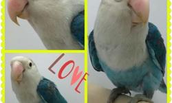 For sale green peach faced lovebirds around 9 months of age males and females available $50 each text or email for more info 6318875165
This ad was posted with the eBay Classifieds mobile app.