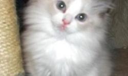 Lovely purebred Ragdoll kittens soon available. Classic seals, blues, flames and torties expected in colorpoint, bicolor and mitted patterns. All kittens come with first vaccinations, wormings appropriate for age, 2 yr health guarantee and healthy kitten
