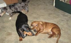 Born 9-28-12, smooth-coated black & tan (17.5 lbs) and smooth red-brindle (12.5 lbs), both carrying piebald. Intact, had three 5-way puppy shots, wormed. Raised in country home with other dachshunds, minimal exposure to cats, other dogs - we only had 2