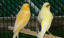 we have a special sale on canaries now. males and females available. many birds to choose from now.
green canaries 30 each
cinnamon canaries 40 each
yellow variegated canaries (mixed colors) 40 each
isabels 40 each
white opals/silvers 45 each
yellow agate