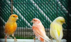 low prices on canaries now. males and females available. many birds to choose from now. will ship on deals $500 or more via airlines.
green canaries 30 each
variegated canaries (mixed color green and yellow) 35 each
cinnamon canaries 40 each
isabel