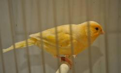 low prices on canaries now. males and females available. many birds to choose from now. will ship on deals $500 or more via airlines.
green canaries 30 each
variegated canaries (mixed color green and yellow) 35 each
cinnamon canaries 40 each
blue canary