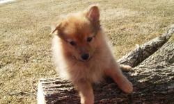 Male Registered Purebreed Pomeranian Puppy, vet checked with a health certificate, wormed, 1st shot. We call this guy Bruiser, he is registered CKC & ACA. There are also pictures of his parents on my web page, pattyspomeranians.webs.com. This little guy
