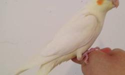 Hello Im rehoming my female Lutino Cockatiel she is young if interested email me or call me at 704-322-2915 There is a rehoming fee of $65 Im located in Queens thanks.