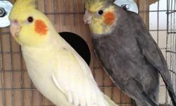 This pair is about 11 months old. Ready to breed. Male is grey split to lutino and pearl and the female is lutino. Beautiful and healthy. Both were and fed but no tame now.Used cages available for an extra fee. Free delivery within NYC, Long Island and