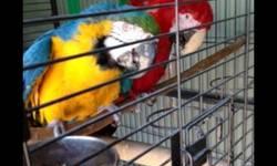 HI I HAVE BONDED BREEDING PAIR OF MACAW, VERY HEALTHY, MALE GREEN WING 11 YEARS OLD AND FEMALE GOLD AND BLUE 10 YEARS OLD, THEY BREED 2-3 TIMES IN YEAR, I HAVE HUGE METAL CAGE NEW AND METAL NESTING BOX NEW INCLUDING, CANT TAKE CARE OF THEM NOW CUZ I HAVE