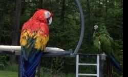 We are having a Macaw Sale! Blue and Gold (aka Big Daddy) 3yr old $600 and Catalina (aka Jarhead) 2yr old $1100. Both are friendly. We take deposits and have a layaway available. Please call 607-732-2700 with any questions.