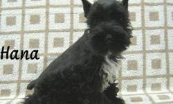 Miniature Schnauzer Puppies For Sale - AKC registered. Six males. Born April 25th. Two males are salt & pepper, four males are black. Non shedding. Shots and wormed. Ready to go. Very sweet temperaments and loyal.
Asking $375 each.
Contact owner by