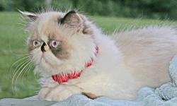 Beautiful Himalayan Persian, purebred, 10 mos old: "Bella", Blue-eyed Blue-cram Point with White; spayed, very outgoing and playful personality: exceptionally affectionate and gentle- a lap cat. Vet checked; vaccinated. Likes car and day trips; loves