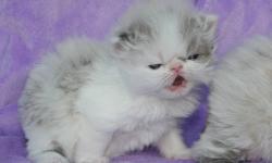 Himalayan Persian kittens, purebred: pretty flat-faced Blue-eyed Blue-point with White, female Himalayan Persian (born 10/31, ready after 12/26). Gentle, affectionate, and out-going; expected to reach just 7 lbs; dog-friendly. Her eyes will remain Blue.