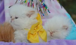 Himalayan Persian kittens, purebred: pretty flat-faced Blue-eyed Flame-point female Himalayan Persian (born 9/24, ready after 11/18). Gentle, affectionate, and out-going; expected to reach just 7 lbs; dog-friendly. Her eyes will remain Blue.
Vet checked;