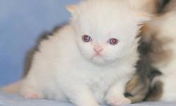 Himalayan Persian kittens, purebred: handsome Blue-eyed Flame-point male Himalayan Persian (born 1/11, ready after 3/8). Gentle, affectionate, and out-going; expected to reach just 7 lbs; dog-friendly. His eyes will remain Blue.
Vet checked; to be