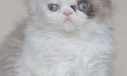 Himalayan Persian kittens, purebred: pretty flat-faced Blue-eyed Seal-point with White, female Himalayan Persian (born 10/31, ready after 12/26). Gentle, affectionate, and out-going; expected to reach just 6-7 lbs; dog-friendly. Her eyes will remain