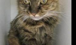 Maine Coon - Anabella - Large - Adult - Female - Cat
I'm Anabella and I'm as sweet as the day is long! I guess you can say I'm a cat that likes water, because a nice man found me living on his boat! Once he discovered how friendly I am he took me here so