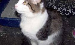 Maine Coon - Bear - Large - Young - Male - Cat
BEAR is a sweet Maine Coon mix kitten, about 4-5 mos,who is a little shy when meeting strangers, but once he warms up to you, he loves to get lots of attention and is very affectionate. He'll be a great