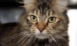 Maine Coon - Beauty - Medium - Adult - Female - Cat
The name Beauty describes her perfectly, with her luxurious long reddish coat and regal look! She is a very sweet lap cat who loves people but will take awhile to get along with other cats. Please reach