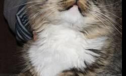Maine Coon - Butterbean - Large - Adult - Female - Cat
CHARACTERISTICS:
Breed: Maine Coon
Size: Large
Petfinder ID: 25552083
CONTACT:
Elmira Animal Shelter | Elmira, NY | 607-737-5767
For additional information, reply to this ad or see: