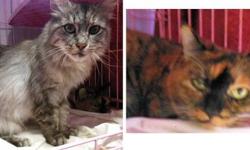 Maine Coon - Donatella & Peaches - Medium - Adult - Female - Cat
Both are 8 years young females who lost their home and sweet elderly human guardian. Donatella is a female Maine Coon mix, and Peaches is a remarkable Tortoiseshell/Calico mix. Both are very