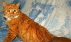 Maine Coon - Grace - Medium - Adult - Female - Cat
Adult mature female - Surrendered by a family who could no longer keep her. She has adjusted to shelter life pretty well, but misses her family. Loves to be held and brushed and with her long hair, it's a