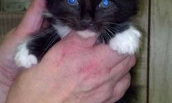 Beautiful Female Grey/Blue Maine Coon Kitten born 11/04/14, has first shots and worming, call 315-729-9200 for more info.