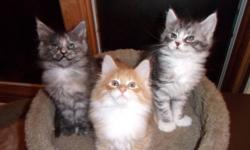 CFA registered, absolutely adorable, healthy, socialized 3 maine coon kittens ?blue patched girl, red/white & blue/white boys. Parents are CFA Champions, no inbreeding. We are in NYC. Kittens will be for sale with health guarantee & contract, checked by