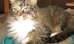 Maine Coon - Lizzie - Medium - Adult - Female - Cat
Lizzie is a sweet and friendly. She's quiet, gentle and stays out of trouble. Lizzie gets along with other cats and friendly dogs. Since she's been with us, she's become friends with Josie so if you'd