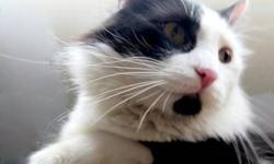 Maine Coon - Maine Coon Harlequin-stunning Cat - Medium - Young
Harlequin aka Harles, the Stunning Maine Coon, Black and White Long-haired Boy Harlequin is a gorgeous fluffy kitty, the most beautiful cat I have ever rescued. He loves to play, likes to