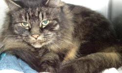 Maine Coon - Reese - Medium - Adult - Male - Cat
Reese is 3 years old and a very sweet boy. He came in with his brother Jericho. They get along well and sadly had to leave their family when the young girl became allergic. It would be great if they got