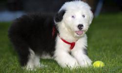 Beautiful double blue eyed baby boy. I love to cuddle ,play in the yard and be around kids and other animals. I am non shedding, hypo-allergenic !
Please come see me, I am a rare and adorable Old English Sheepdog.
UTD on all vaccines and worming
Call