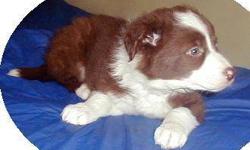 Majo: she is a red and white Border Collie with green eyes.
Pet/show quality puppy. Working bloodlines, excellent temperament,very healthy and active.
Family and farm raised with kids/animals.
They are AKC.