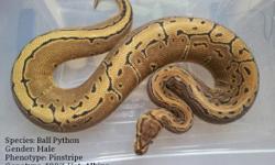 I have an adult male Pinstripe 100% Het. Albino that's ready to breed, and a reduced pattern normal 100% Het. Albino female that should be ready to breed by next season. Price is firm at $200 for the pair, you won't find a better deal! Email me if your