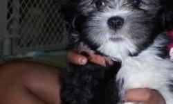 I have Mal-shi mix.. maltese and Shih Tzu mix one girl one boy 10 weeks old.