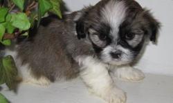 Now taking deposits on our sweet Mal-Shi puppies, ready to go home with you on October 29, 2012. Both are boys. Their mother is a shih tzu, father is maltese. They will be vet checked and up to date on shots and worming. Family raised. A nonrefundable