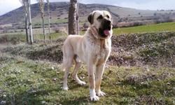 Malakli Guard Dogs. Directly imported from foundation stock. Bred for health and temperament. Hips guaranteed. Giant breed requiring early socialization, basic obedience and an experienced dog owner. Natural guard dogs for property,family and slow moving