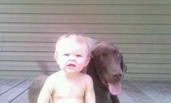 I have an amazing 3 year old chocolate lab. He is neutered, housetrained, UTD on shots, licenced with Herkimer County and AKC registerable. He has been raised with my son, who is now 3, since he was 8 weeks old, and has been around my 4 month old daughter