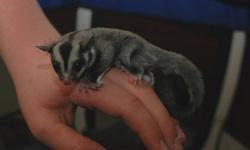 8 weeks old, ready to go to a new home in May! We are located in the Utica area and are asking $200 for this healthy male sugar glider. Email me for more information.