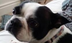 Unfortunately I need to rehome my male boston.
He is 3 years old has helped create 8 litters of puppies.
He is a solid boy.
Black and white and brindle.
This breaking my heart but unfortunately this wasn't purpose of having him but it ended up being this