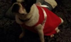Unfortunately I'm looking for a new home for my male Boston Terrier he is 3 years old loves kids up to date on his shots. Has helped conceive 7 different litters of puppies. So no he is not neutered . I'm looking for a fair rehoming fee. He is black and