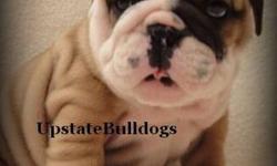 UpstateBulldogs has been established since 2006. We strive to provide top quality bulldogs in our area for families to love. We are all about preserving the breed, preserving that "special" line, and bettering the breed. All pups are UTD on all shots &